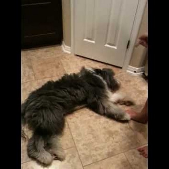 Meet your Posher, Bubba - Picture 1 of 1